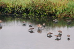 assorted shorebirds