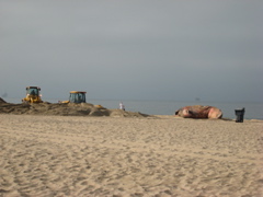 A beached whale