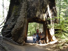 This is a big tree.