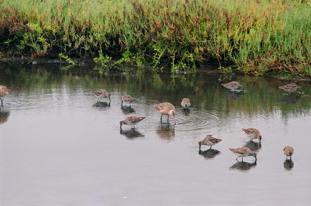 assorted shorebirds