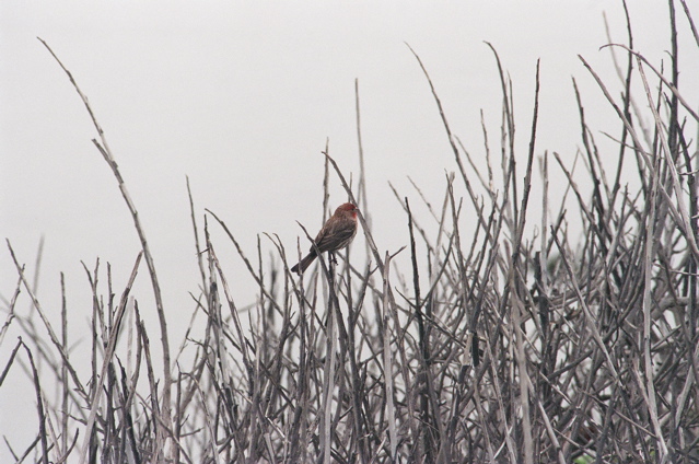 red headed bird in bush