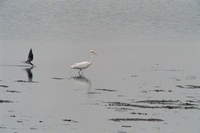great egret with skimmer