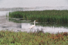 Great white egret along shore