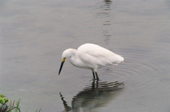 snowy egret with reflection