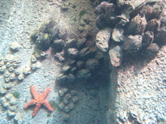 More mussels and starfish