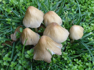 mushrooms in Erzhausen church yard