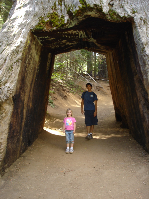 The tunnel tree