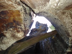 View up through a hollow stump