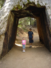 The tunnel tree