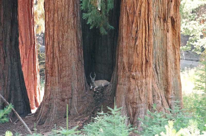 Buck resting in tree