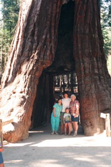 California tunnel tree.