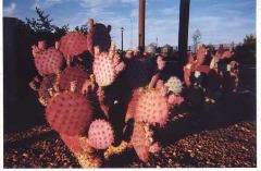 colorful-cacti
