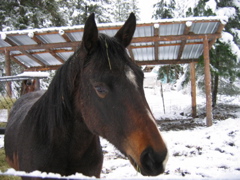 A picture of my 2 year old filly, Georgia (Brown)